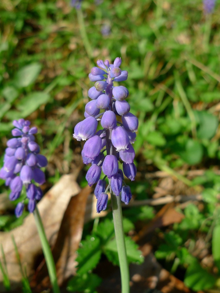 grape hyacinth